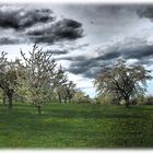 Obstbaumplantage