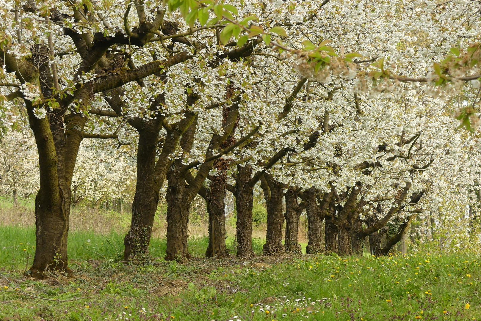 Obstbaumplantage