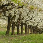 Obstbaumplantage