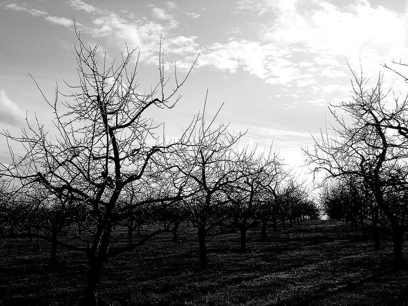 Obstbaumplantage im Winter