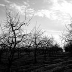 Obstbaumplantage im Winter