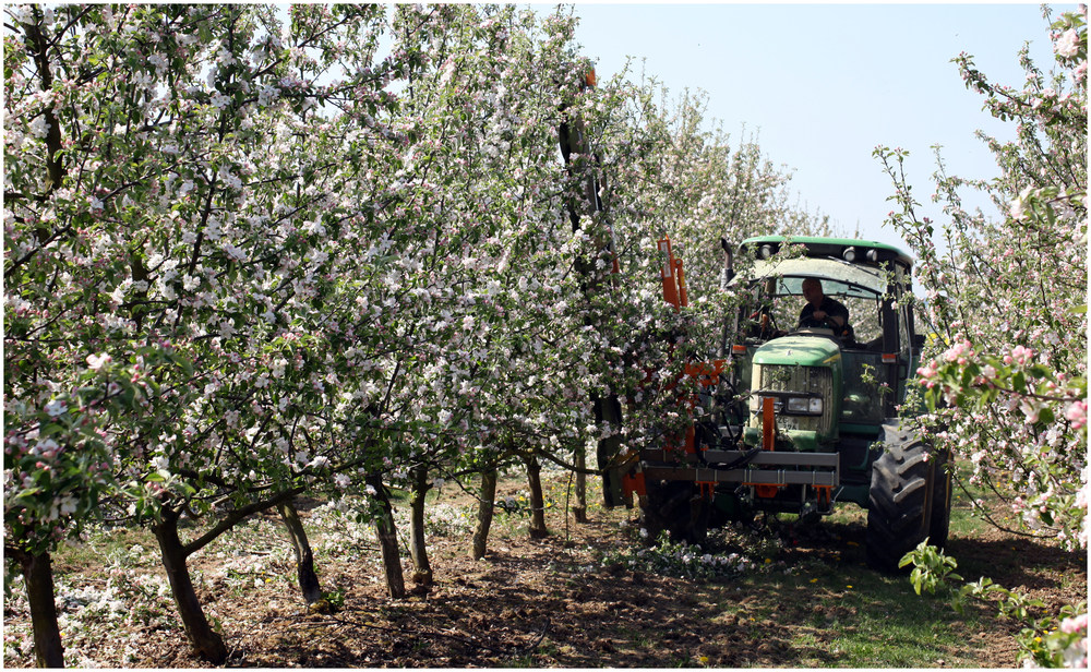 Obstbaumschnitt (8528)