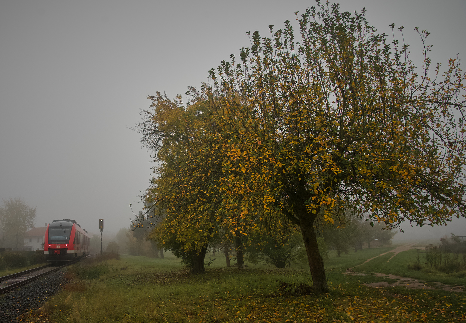 Obstbaumschnitt erforderlich