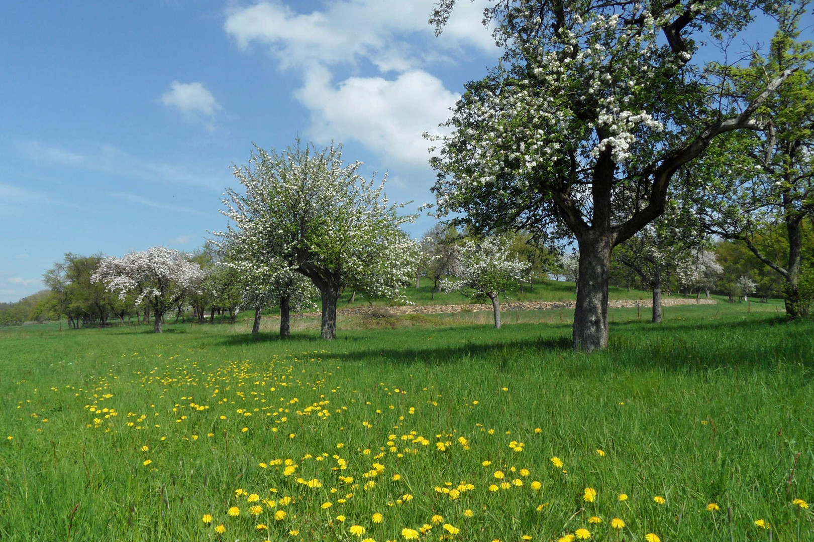 Obstbaumwiese