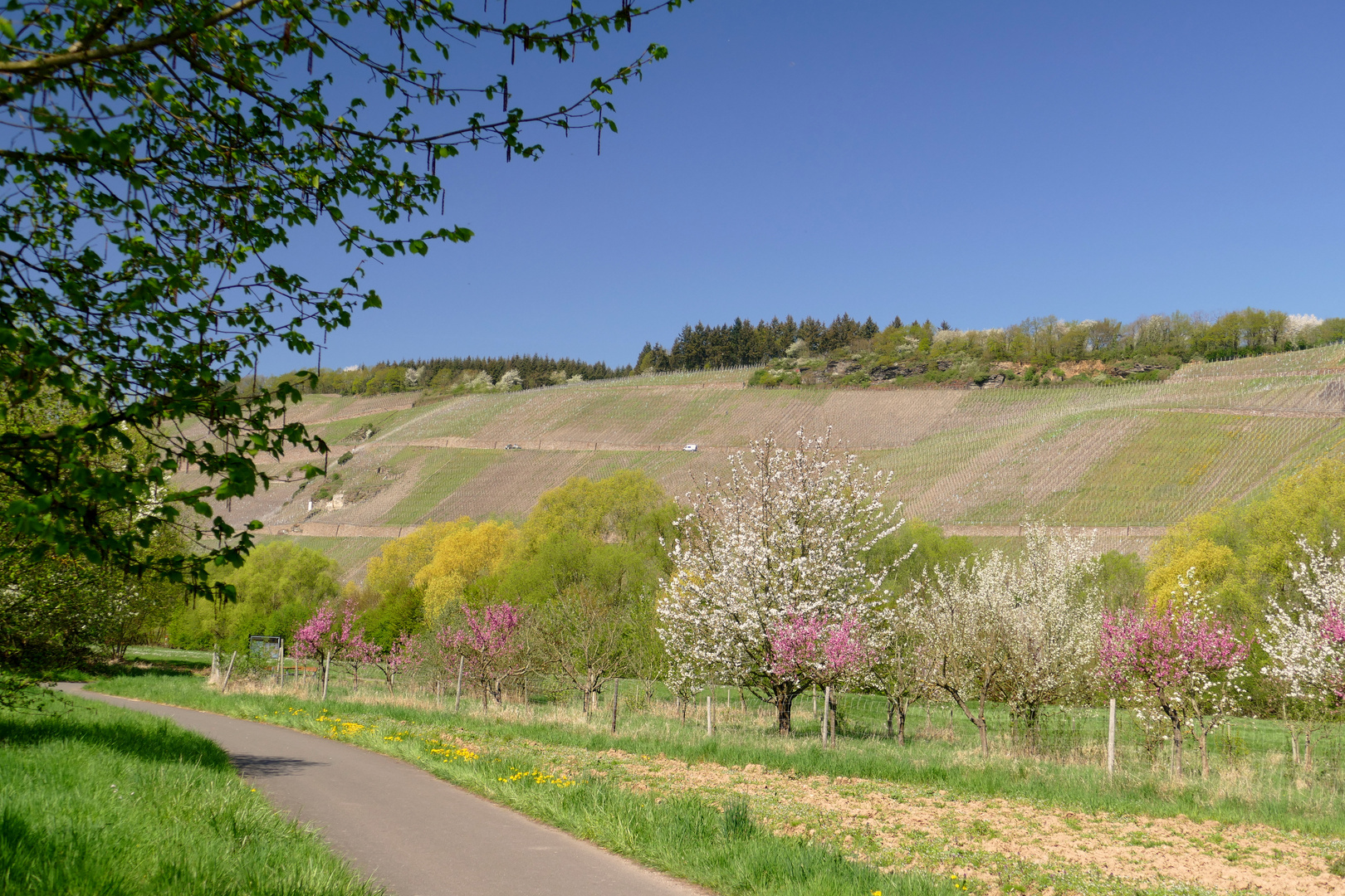 Obstbaumwiese an der Mosel