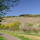 Obstbaumwiese an der Mosel