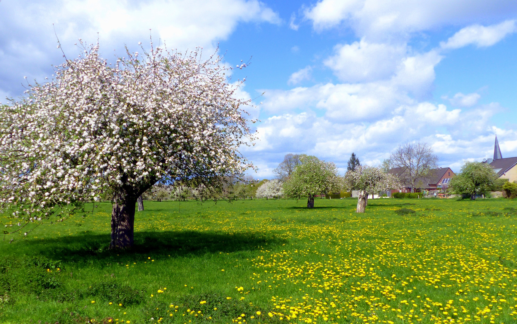 Obstbaumwiese Foto & Bild bäume, wolken, frühling Bilder auf