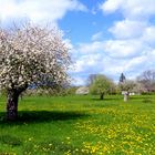 Obstbaumwiese