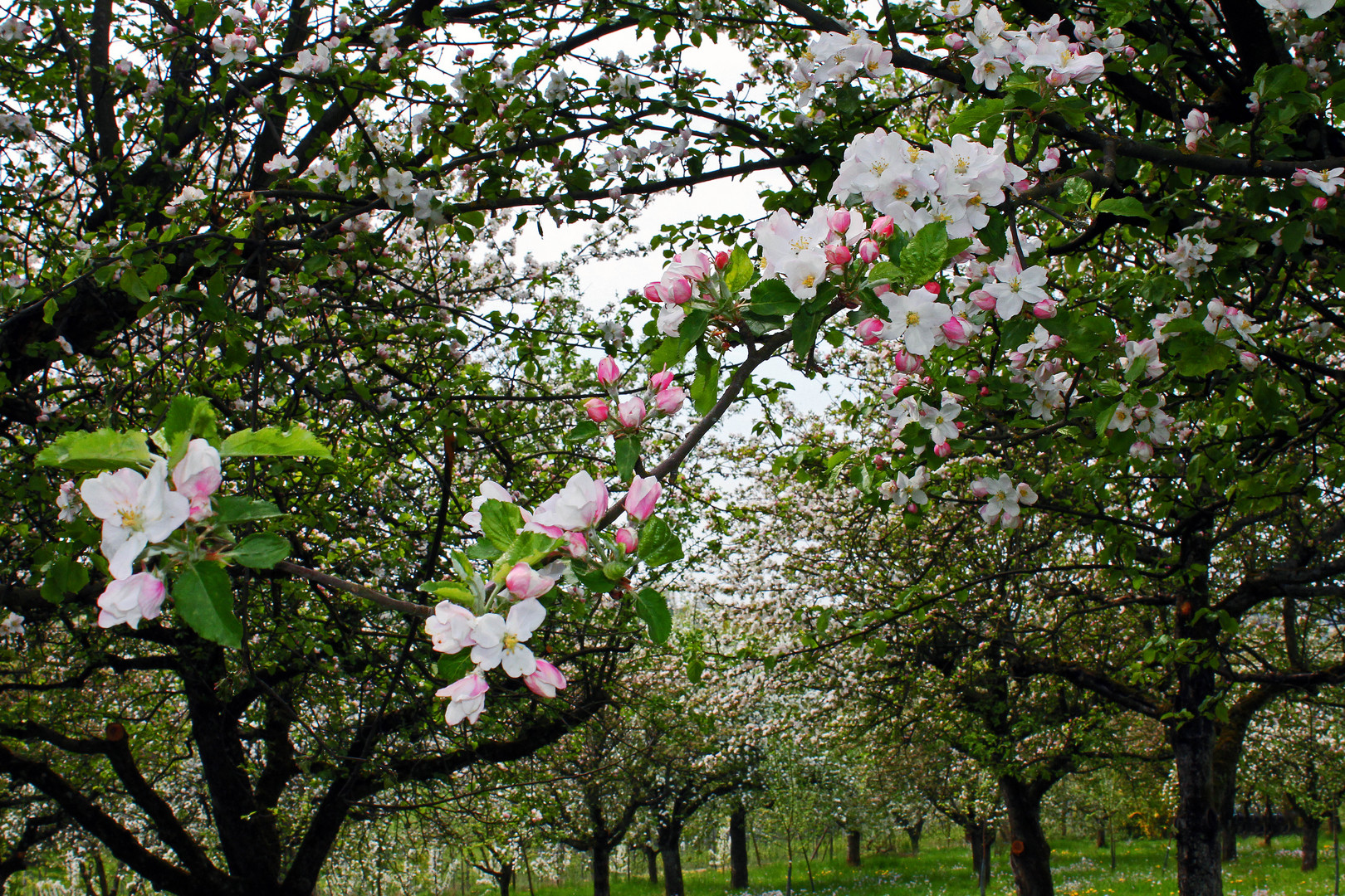 Obstbaumwiese im Frühling