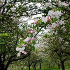 Obstbaumwiese im Frühling