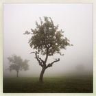 Obstbaumwiese im Oktober