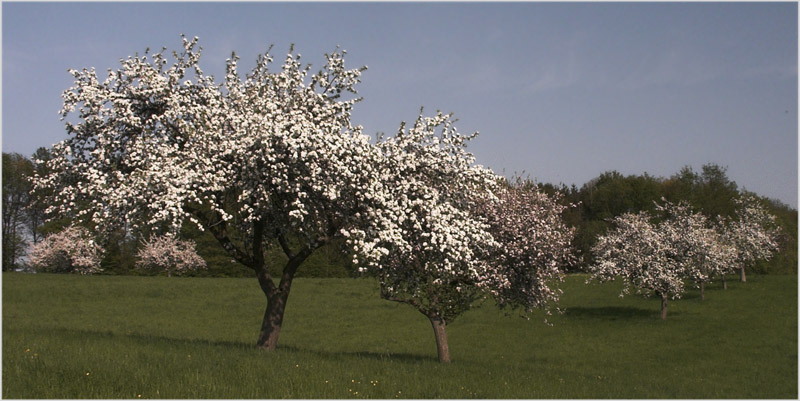 Obstbauwiese - kontrastreicher ?