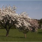 Obstbauwiese - kontrastreicher ?