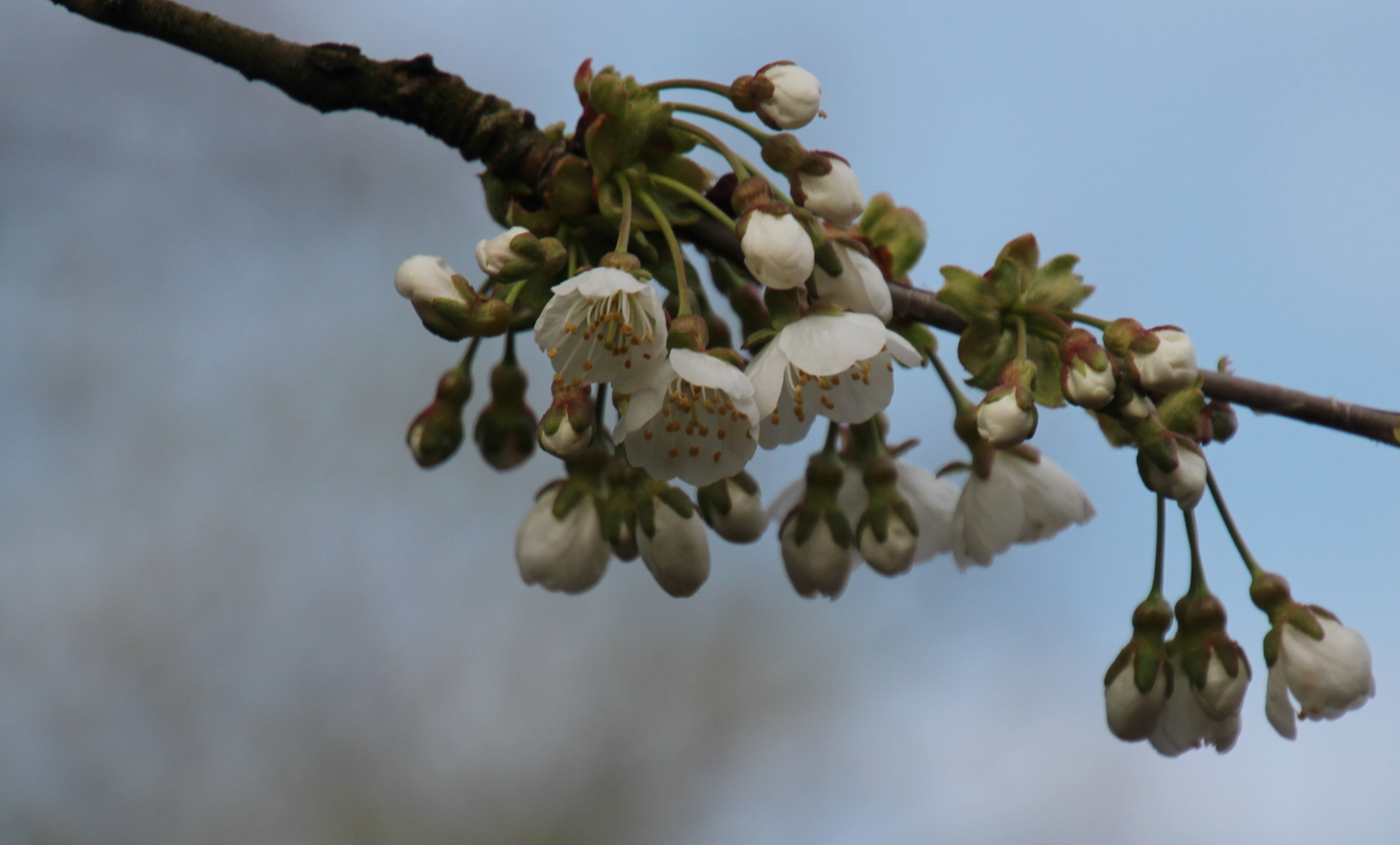 Obstblüte