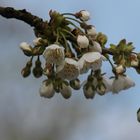 Obstblüte