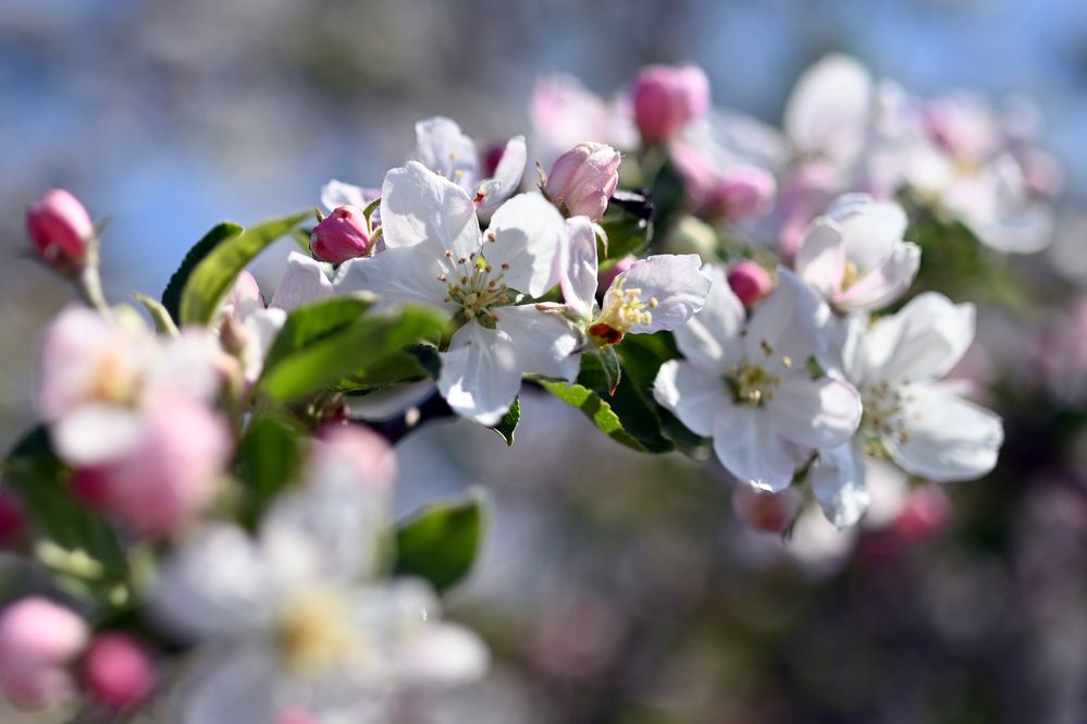 Obstblüte