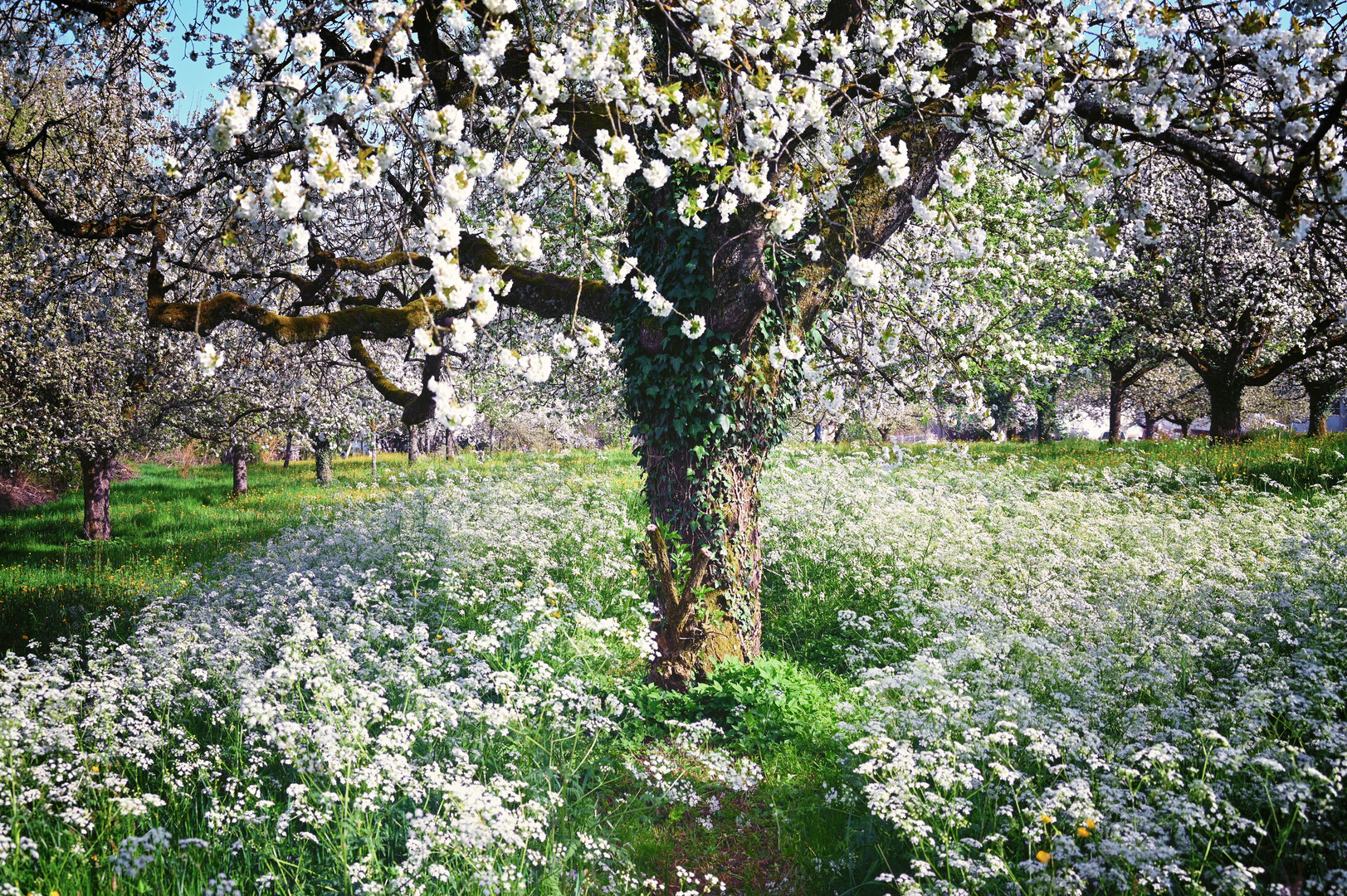 Obstblüte