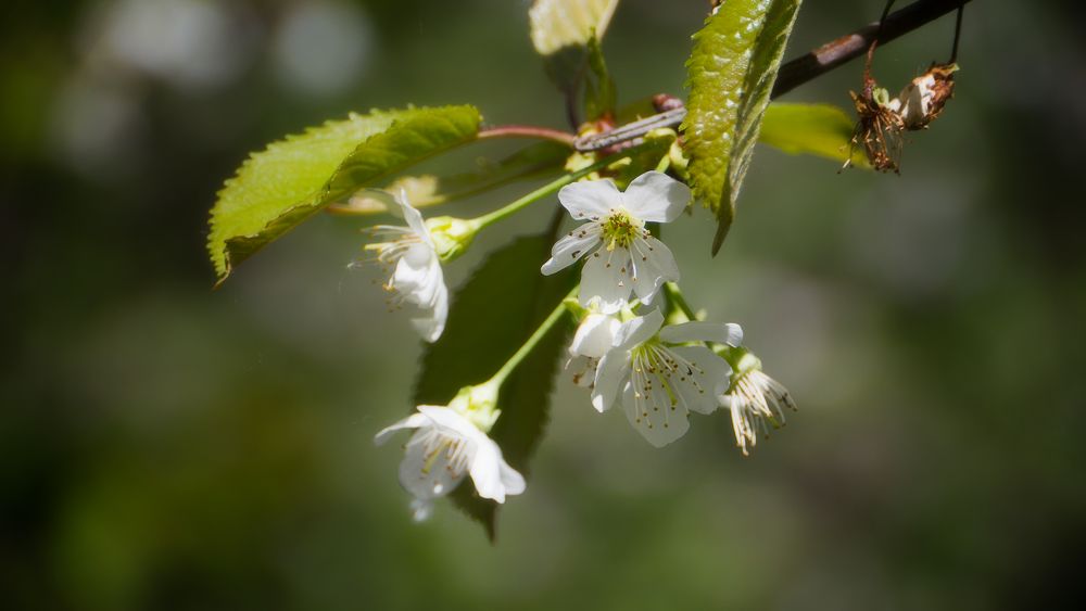 Obstblüte 1 von chris23086 