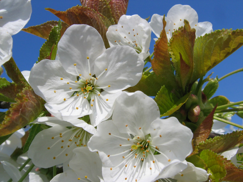 Obstblüte