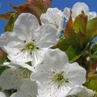 Obstblüte