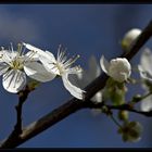 Obstblüte