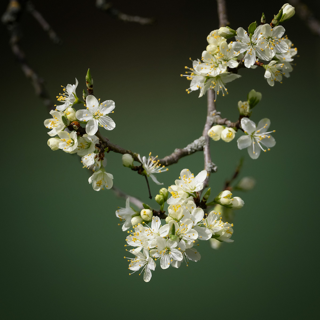 Obstblüte