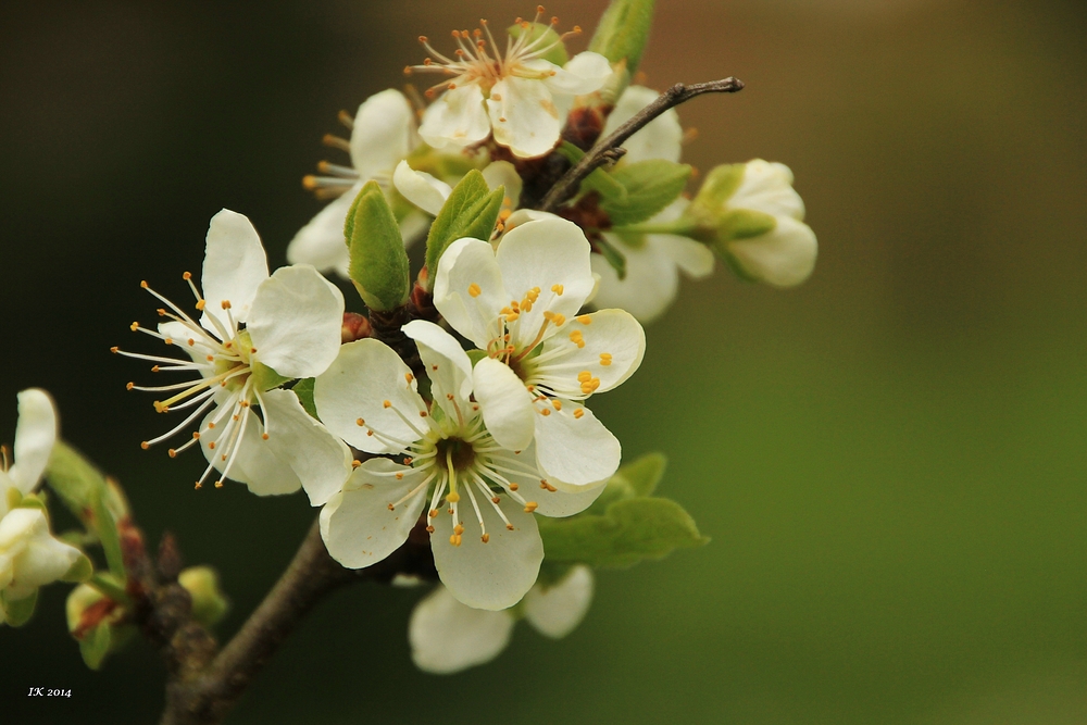 Obstblüte 2