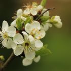 Obstblüte 2