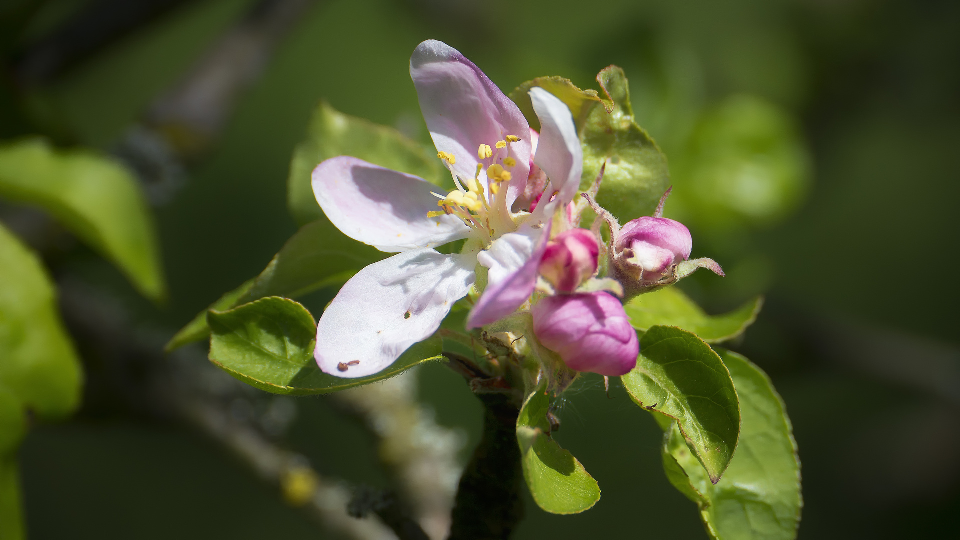 Obstblüte 2