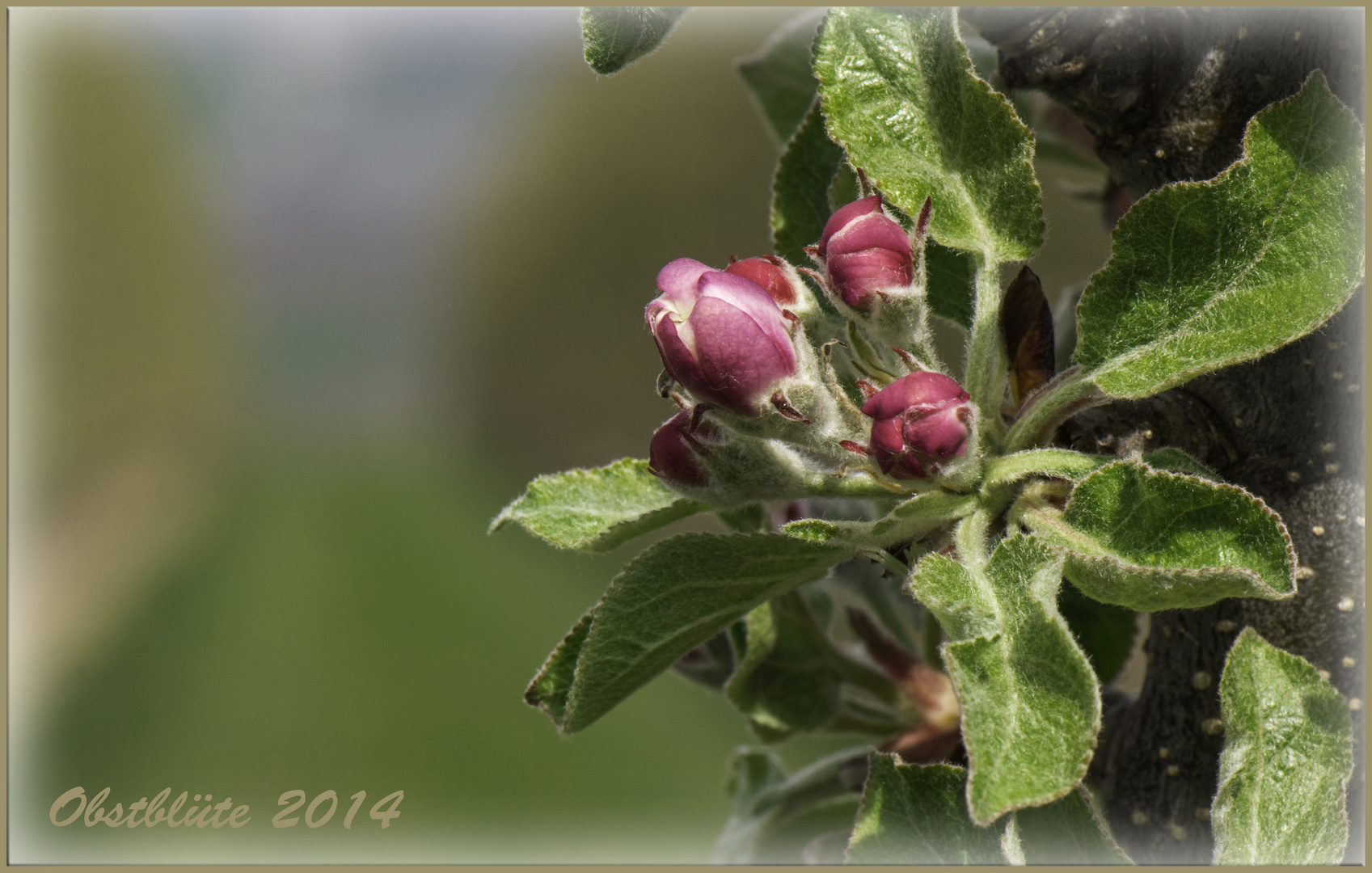 Obstblüte 2014