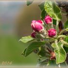 Obstblüte 2014