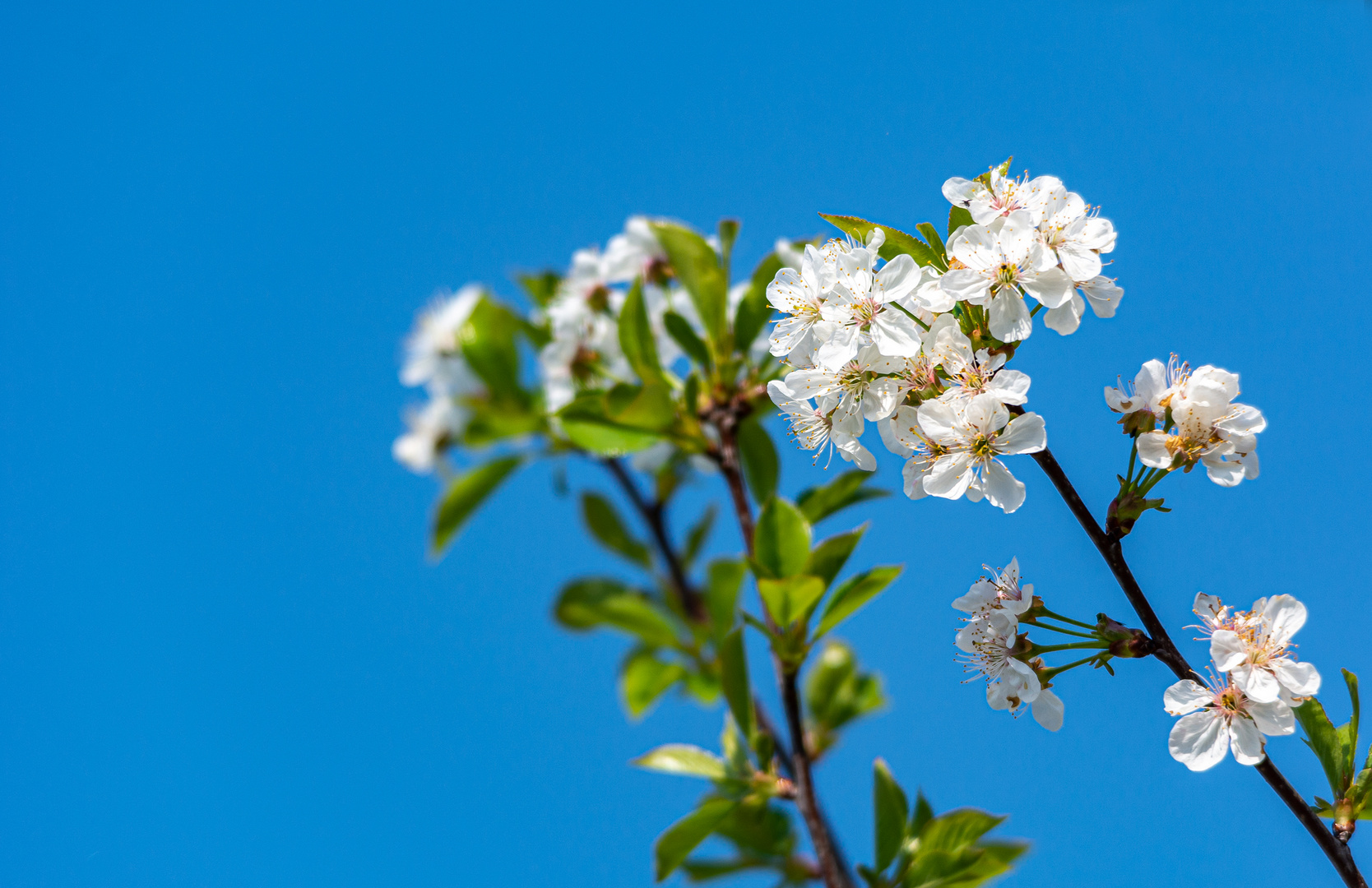 Obstblüte