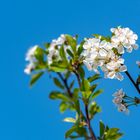 Obstblüte