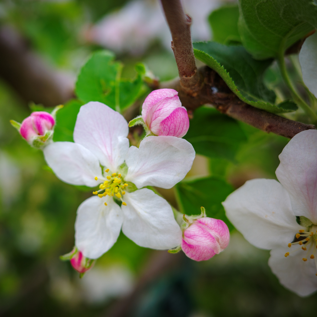 Obstblüte