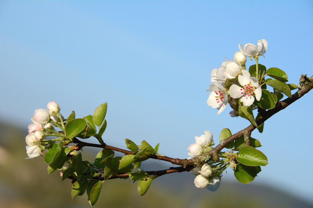 Obstblüte