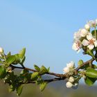 Obstblüte