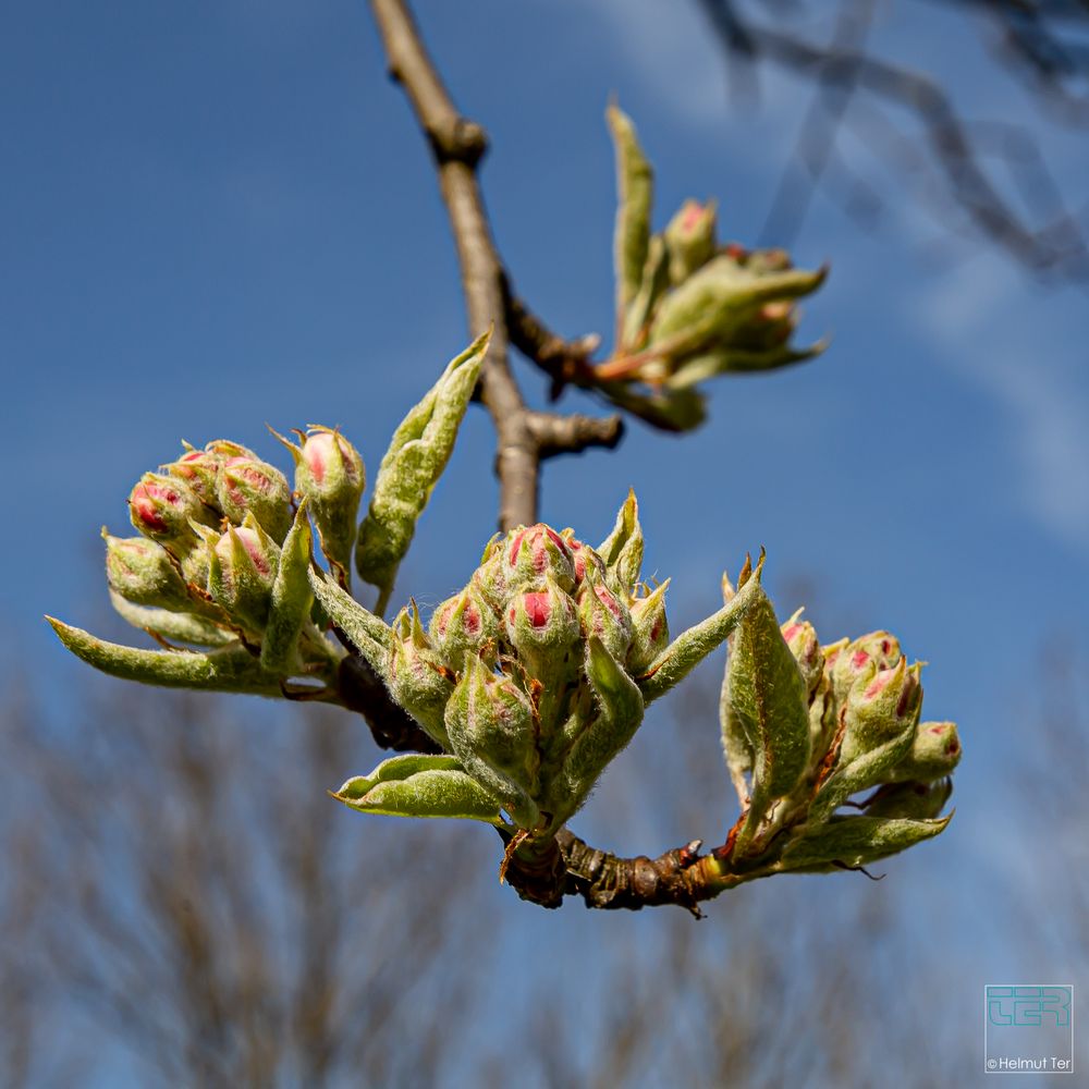 Obstblüte