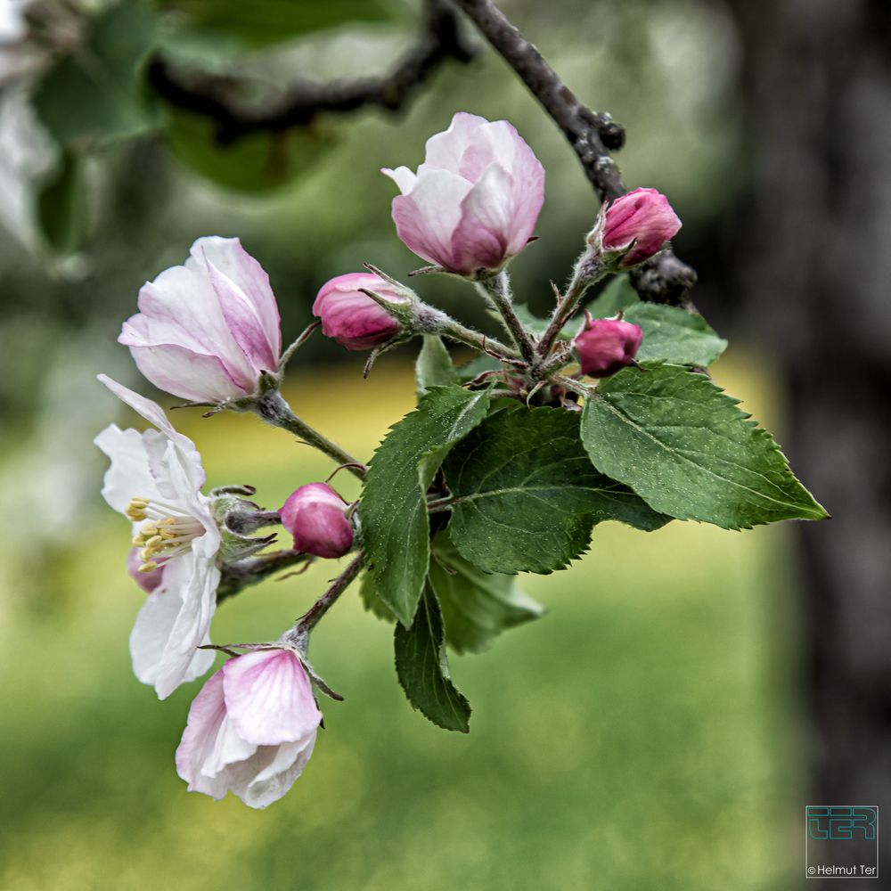 Obstblüte 3