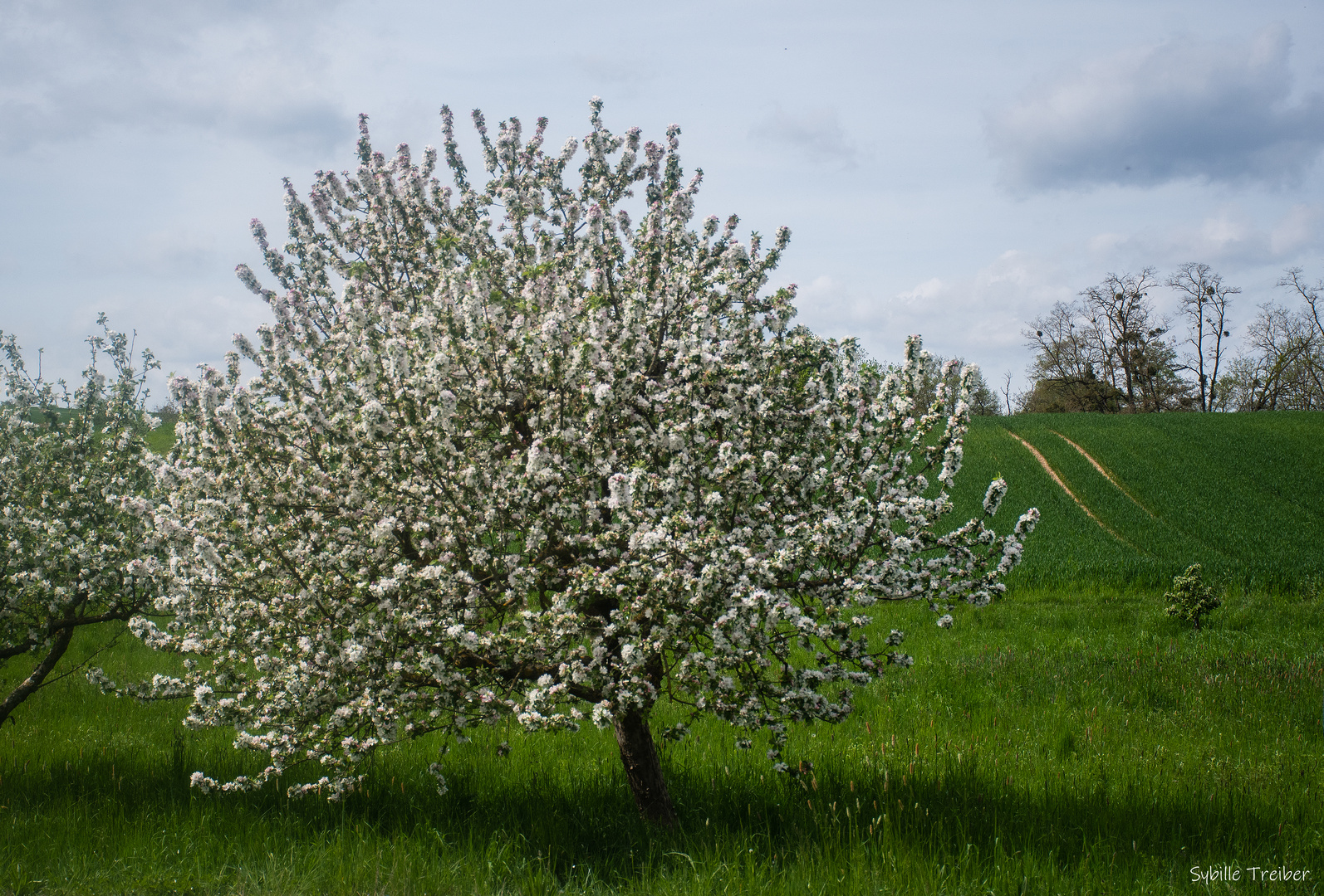 Obstblüte