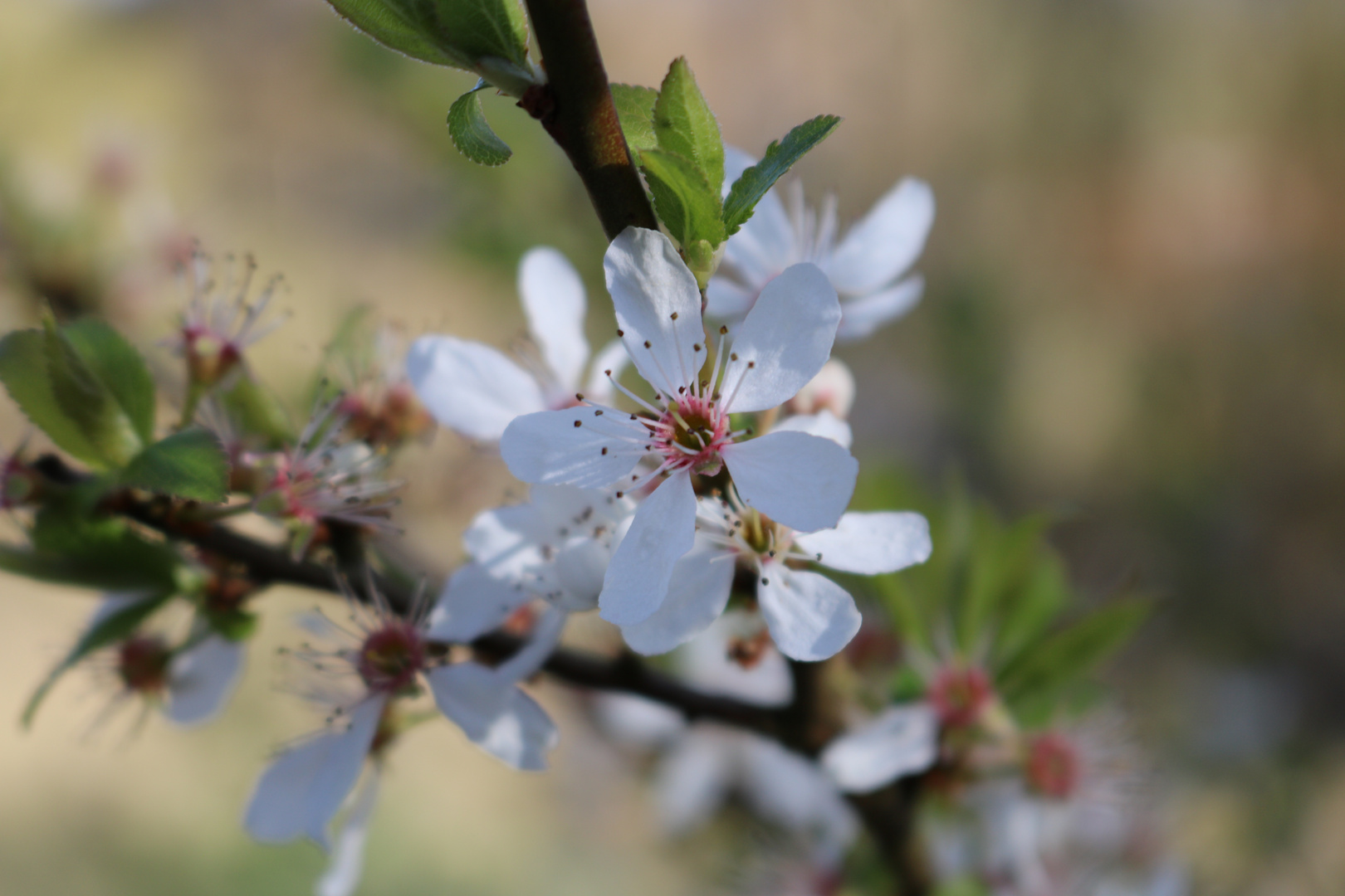 Obstblüte