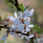 Obstblüte