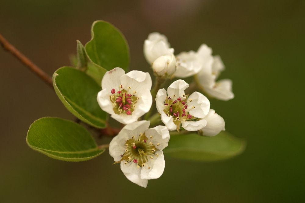 Obstblüte