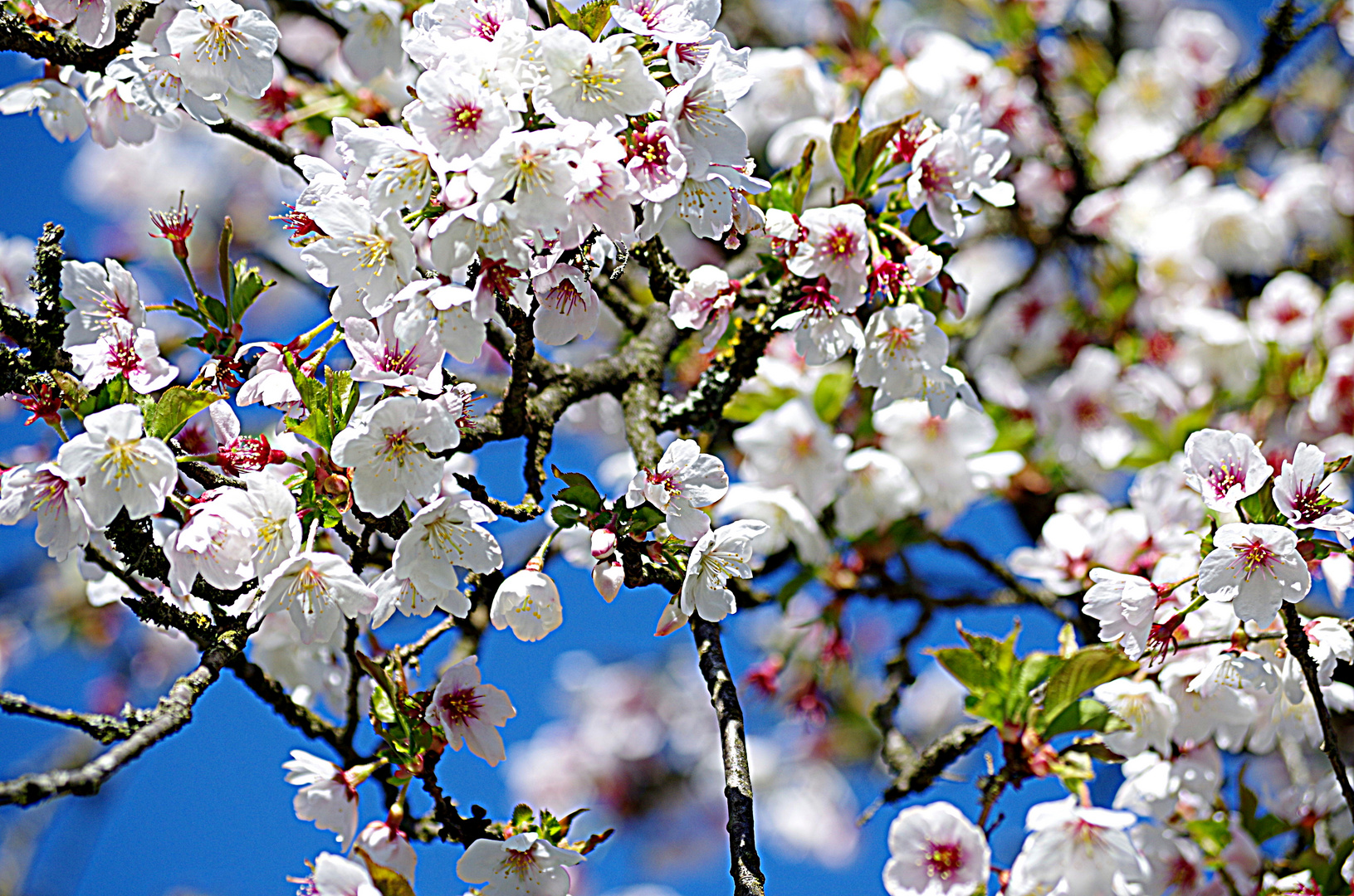 Obstblüte