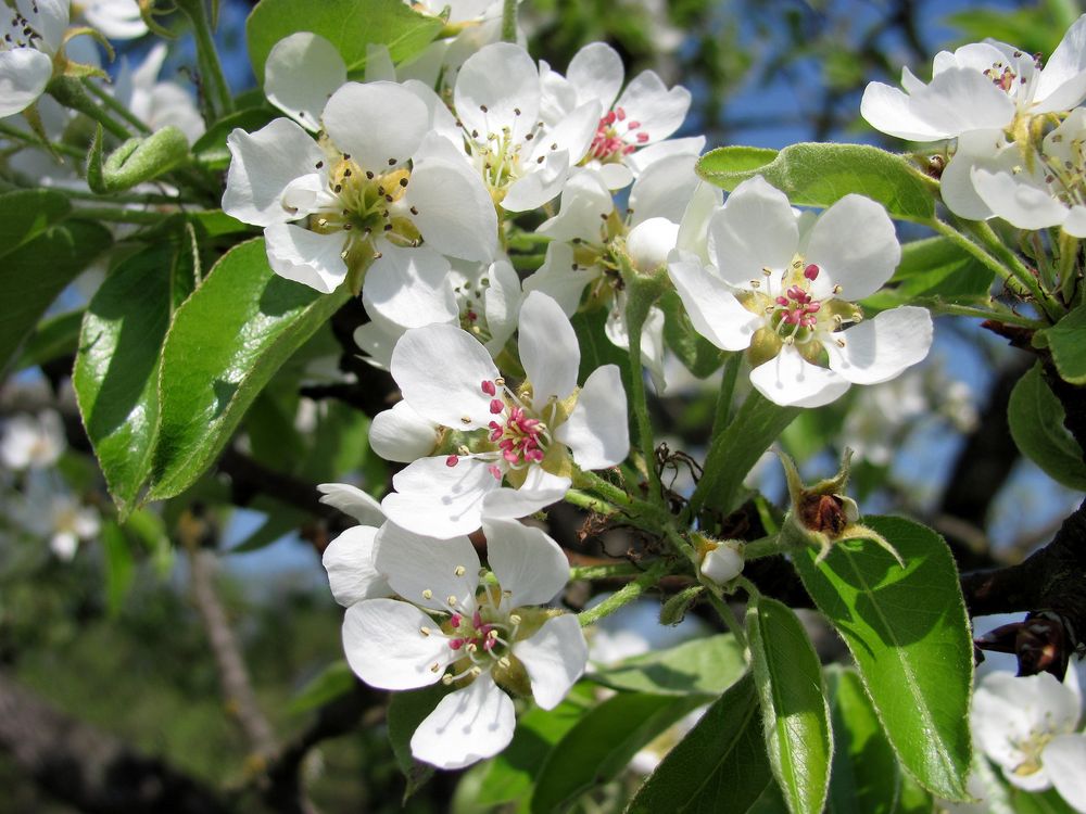 Obstblüte