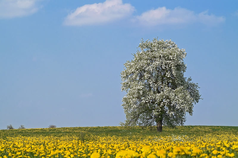 Obstblüte