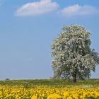 Obstblüte