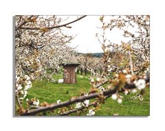 Obstblüte