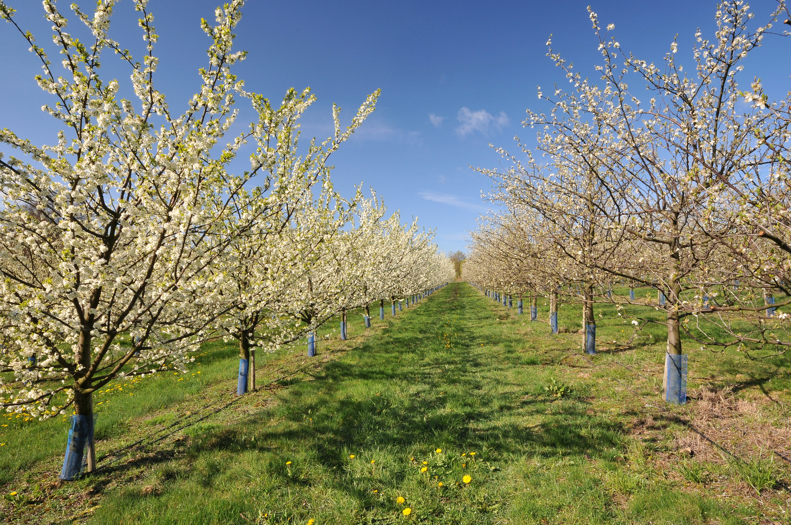 Obstblüte