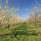 Obstblüte