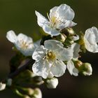 Obstblüte